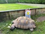 Sulcata : female approx 25 years old (Not named)